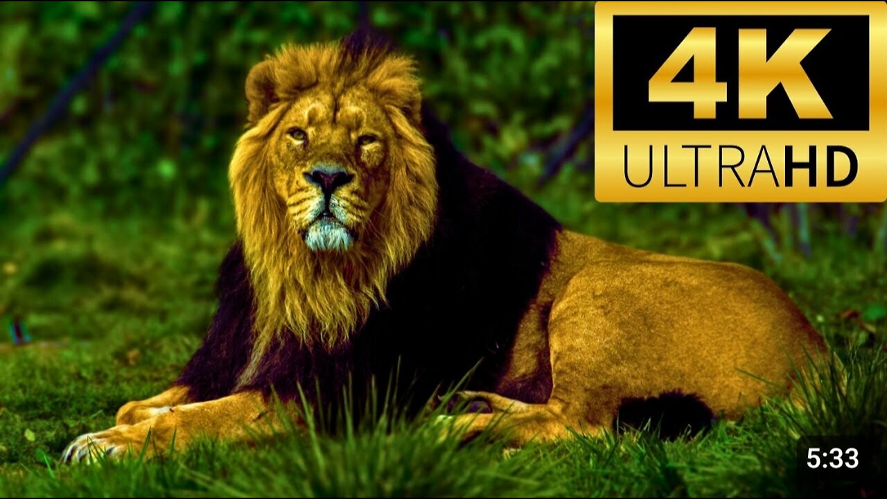 A power ful Lion shows