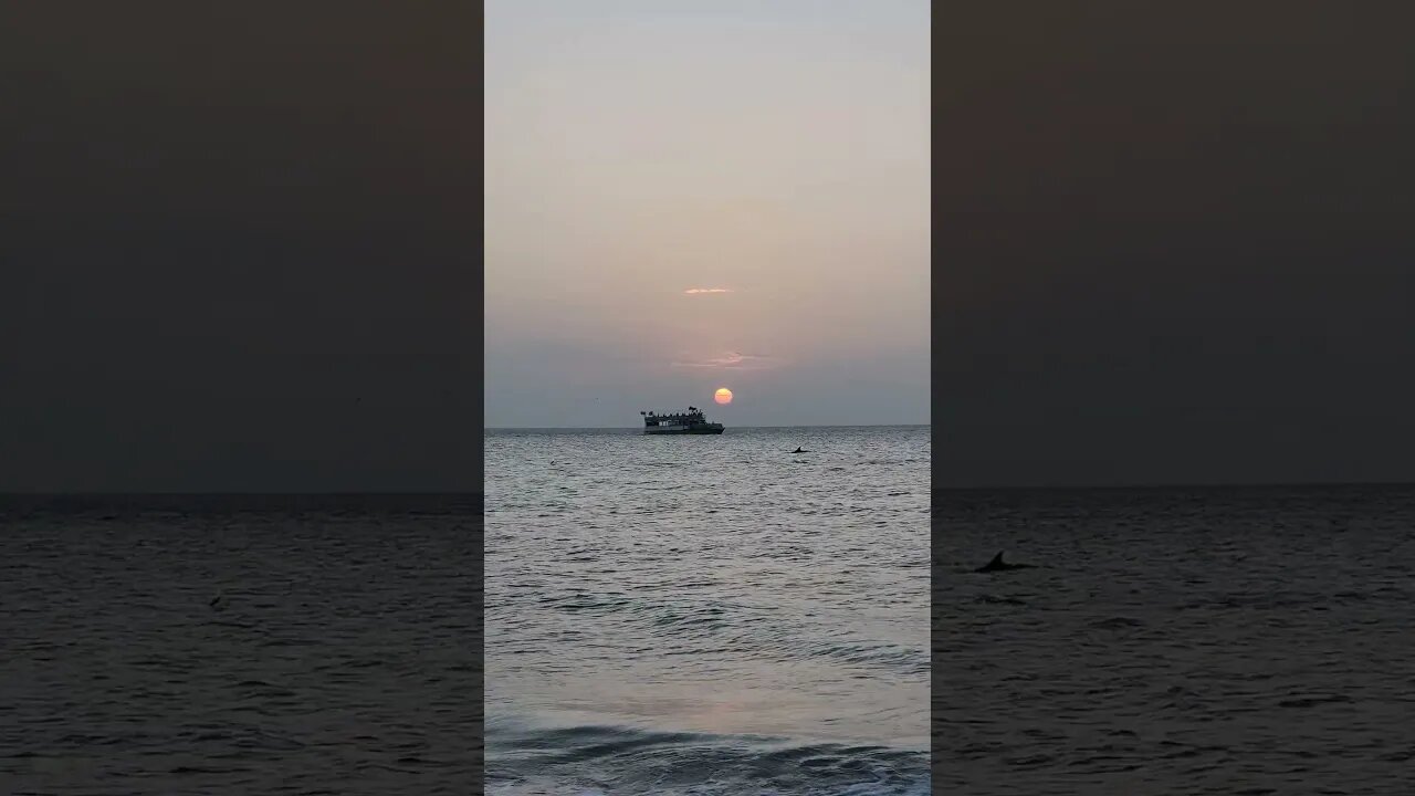 Dolphins at Clearwater Beach During Sunset!