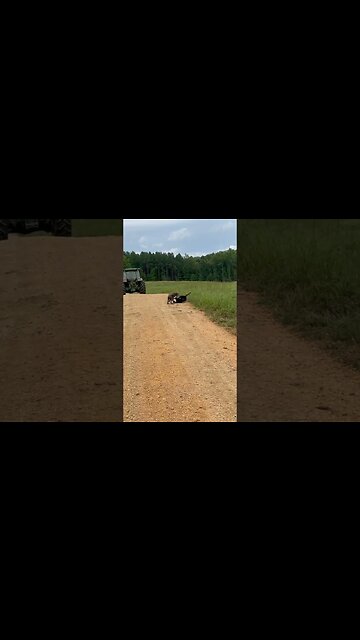 Hedgehogs, Homestead dogs #dog