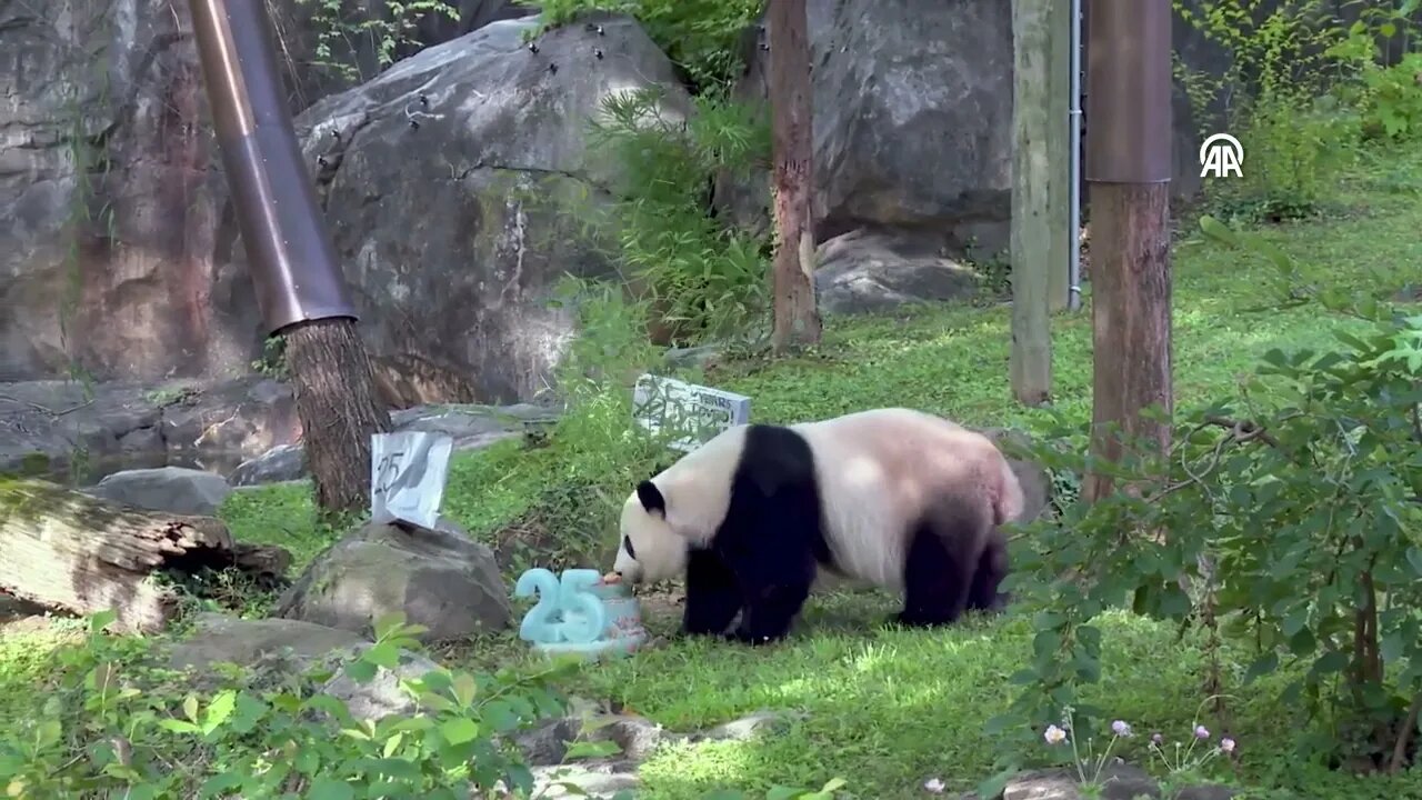 Birthday celebration for panda Mei Xiang in the USA