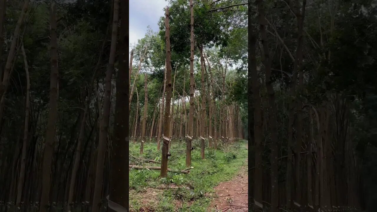 កៅស៊ូបាក់ដើម