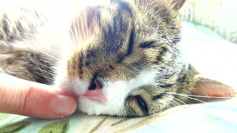 Cat Nose Boop