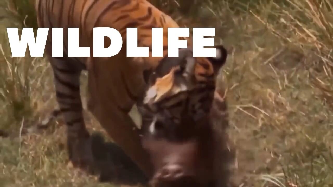 Wildlife Crazy