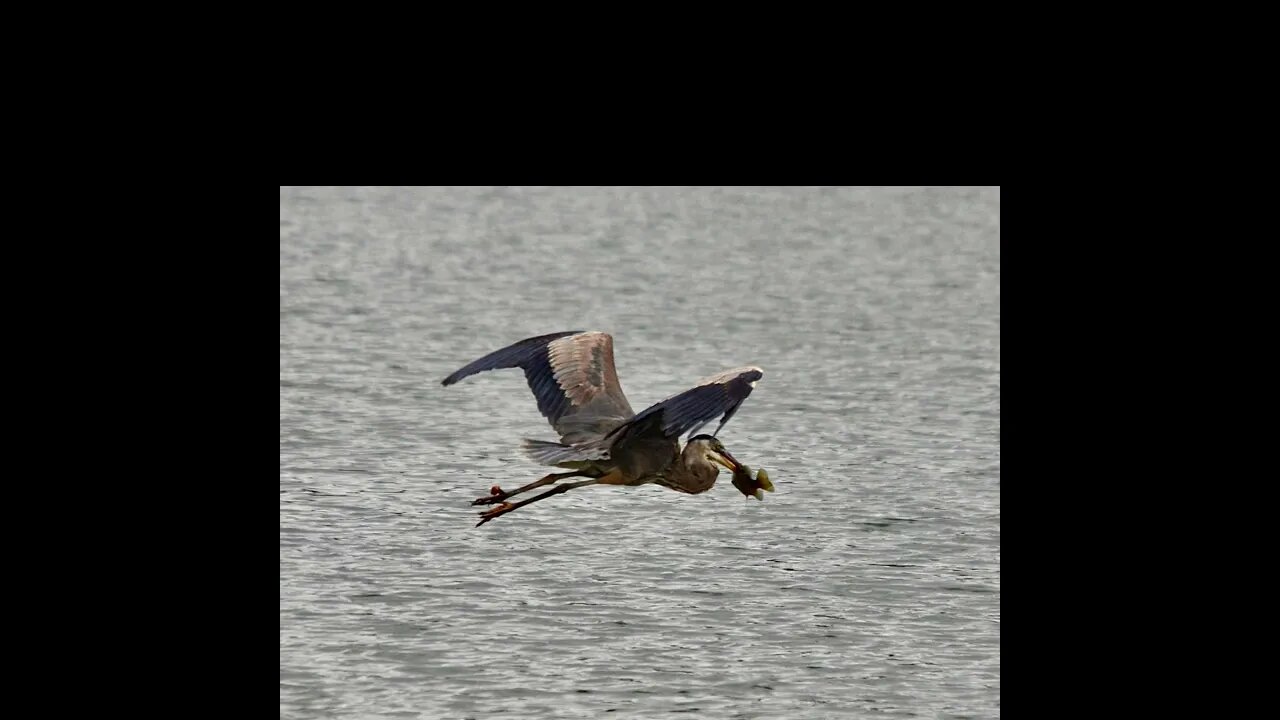 Crane caught Fish