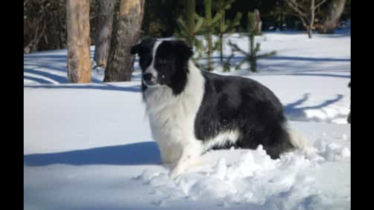 Border collie costruisce pupazzo di neve in giardino