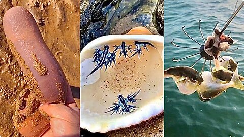 Activities of Chinese Fishermen Hunting Various Sea Animals around the Beach 🐙 Sea Creatures