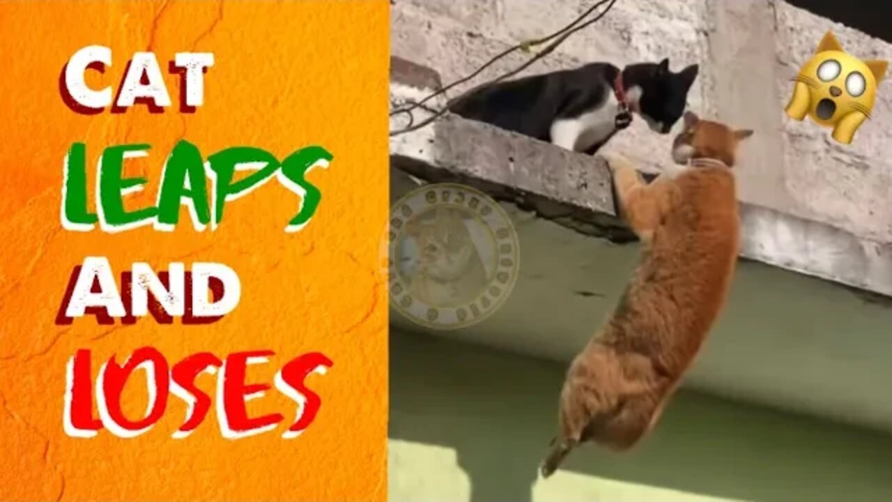 Funny Cat Videos Compilation (#4) 😹 Try Not to LAUGH! (Funny Cat Videos)