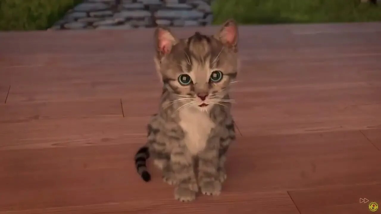 Little Kitten My Favorite Cat Pet Care - Play Cute Kitten Video Games For Children