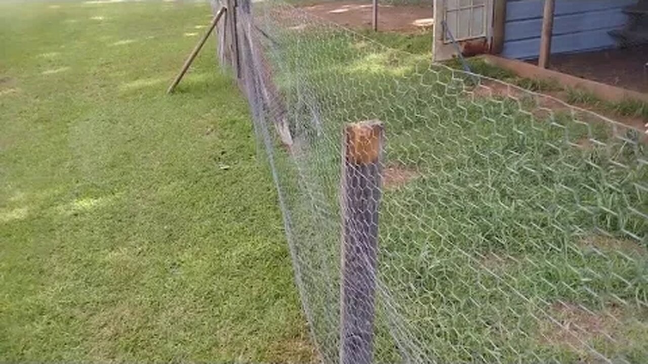 Prepping for SHTF. Saving Chicken feed.