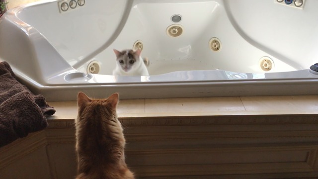 Jack the Curious Cat Gets a Bathtub Surprise