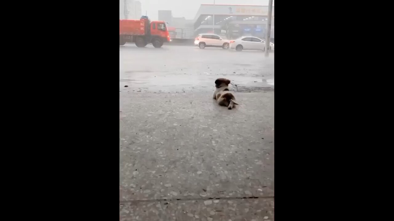 Dog provide us endless entertainment.(Saturday special)