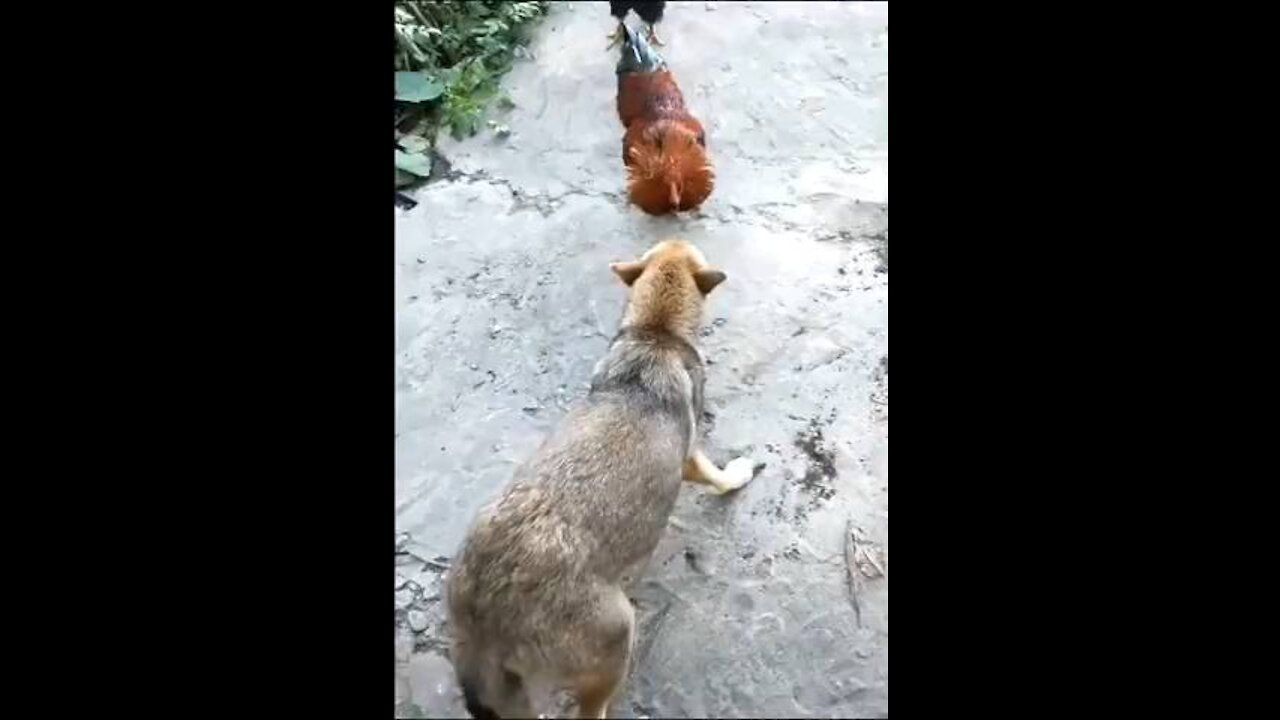 Funny Chicken vs Dog Fight 🤣