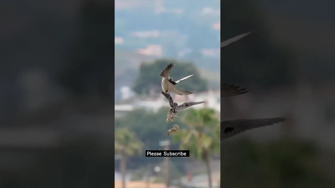 Falcon Mom Teaching #peregrinefalcon #falcons #birdlovers #huntting