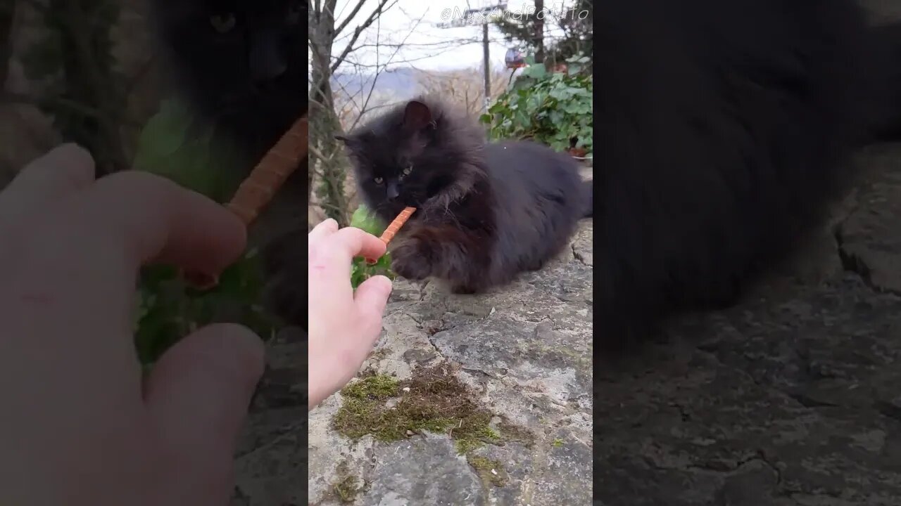 Feeding Stray Cats - Clawed by Fluffy Black Feral Feline