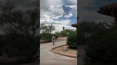 Boxer dog get captured while trying to go for a walk