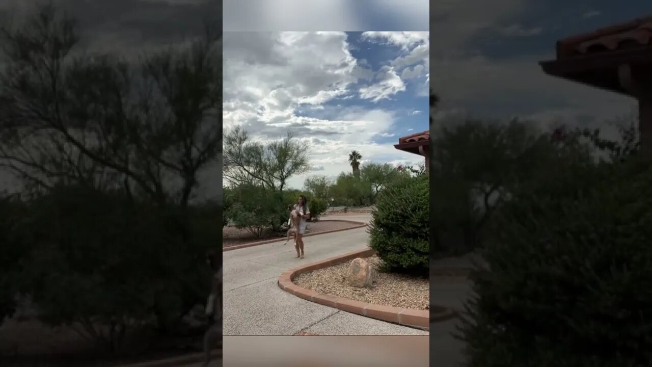 Boxer dog get captured while trying to go for a walk