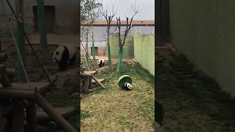 BABY PANDA DISAPPEARS 😂 #animal #funny