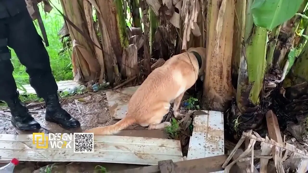 Esse cachorro vale muito #RECORTES190