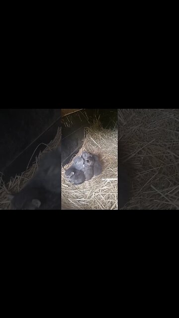 Open Your Eyes - Look Around and See - You are Kittens in a Stolen Dog House