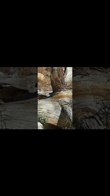 #pcpairgun #airgunhunting #airgun