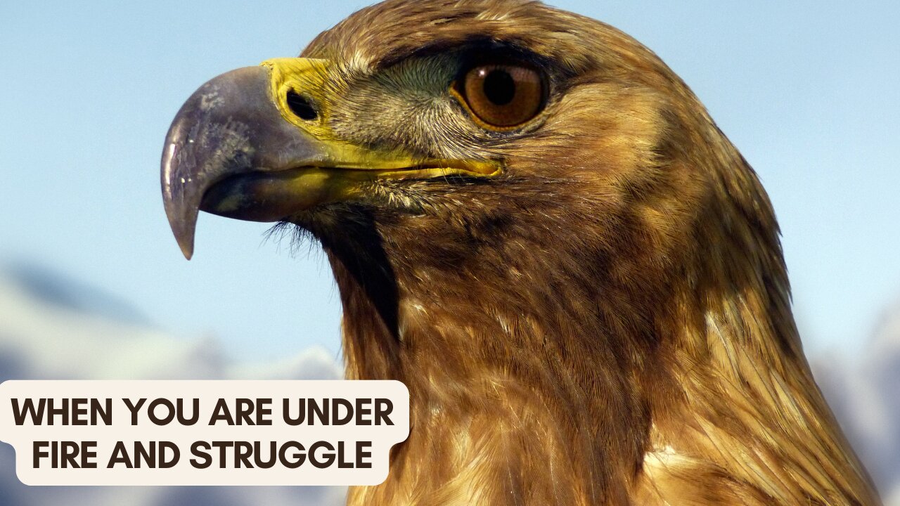 When you are Under Fire and Struggle: Life Changing Motivational Speech.