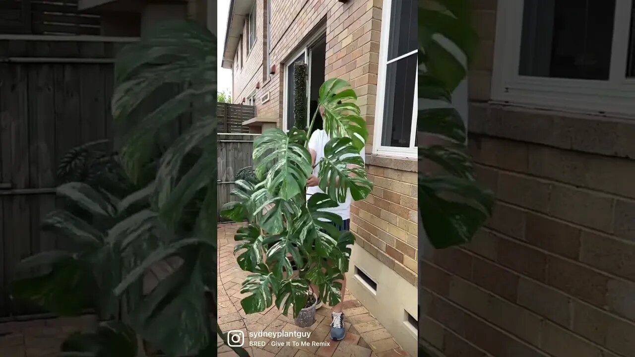 You have no idea how excited I am to be able to take all my plants outside to water them now !!