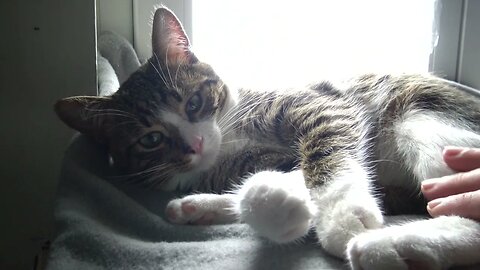 Kitten Is Happy when I Talk to Him