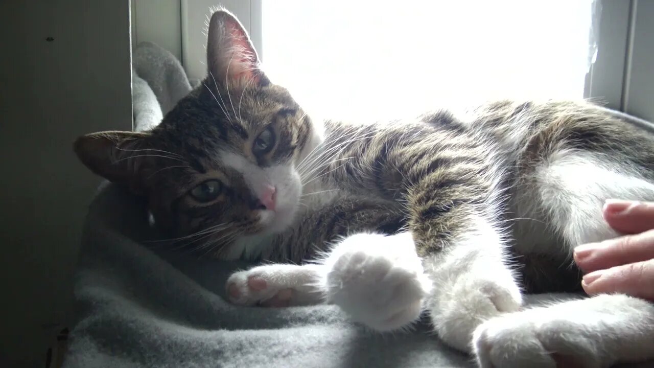 Kitten Is Happy when I Talk to Him