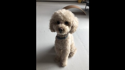 Cute little dog eating blueberry