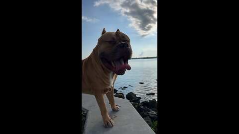 Massive Pit Bull getting his daily vitamin D! 🦁☀️