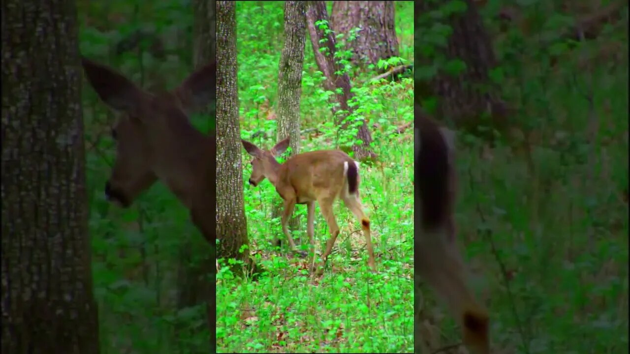 Deer in the forest