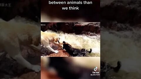 Lovin' Animals