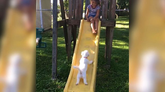 Puppy Climbing Struggles