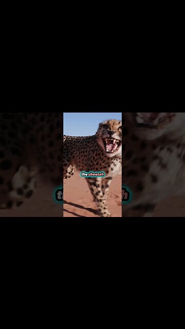 Wild Encounters: Witnessing Cheetah Elegance! #NatureDocumentary #BigCats #shorts