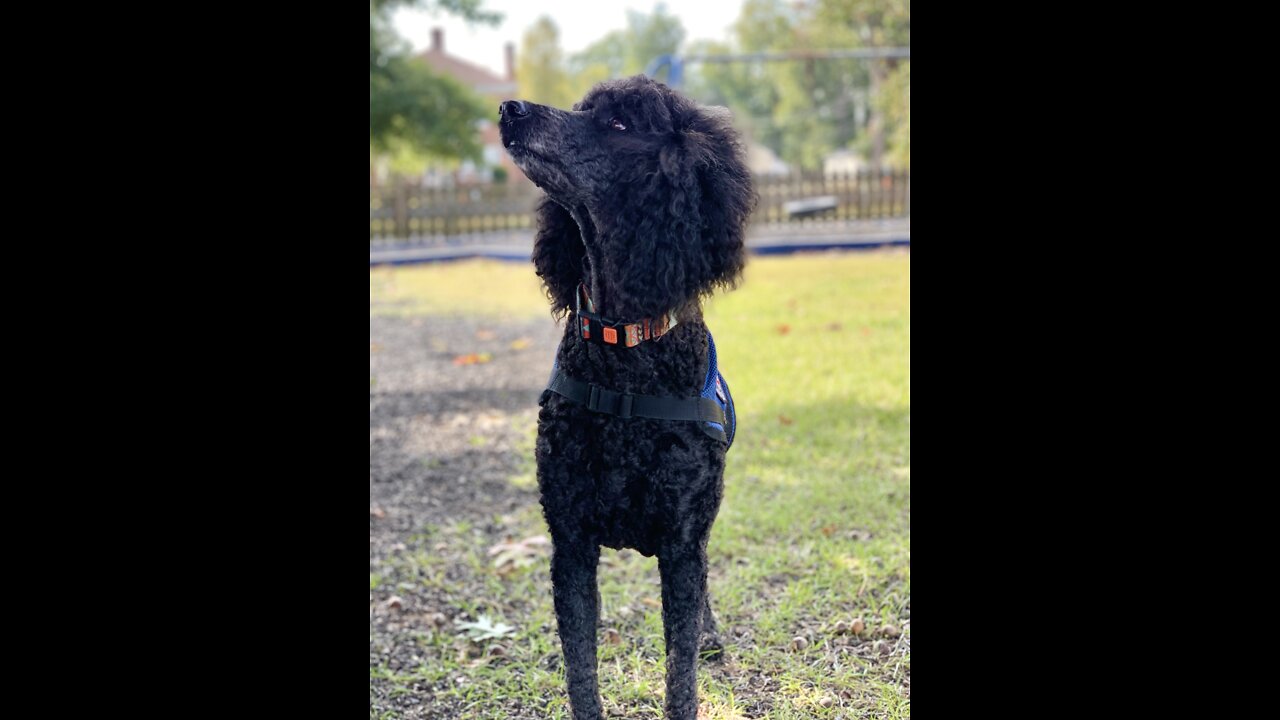 Service dog barely resist chasing squirrels while working