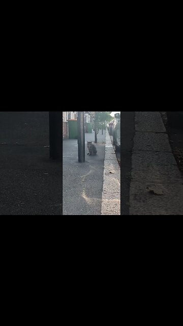 Two fat cats on our street-love cats