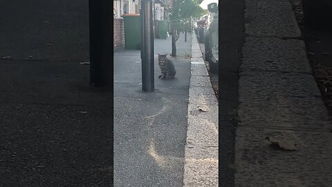 Two fat cats on our street-love cats