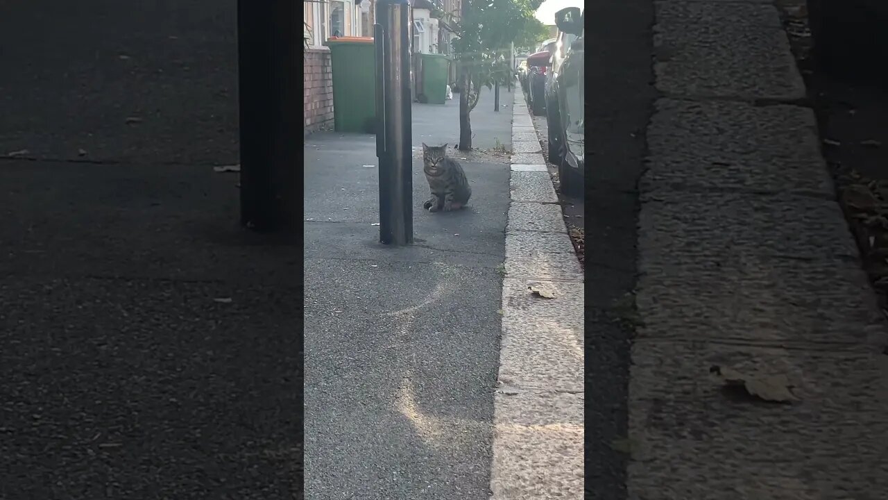 Two fat cats on our street-love cats