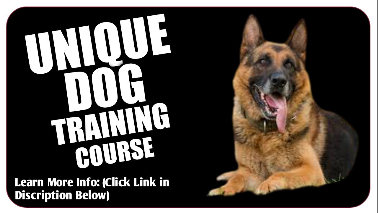 Brain Training For Dogs | Unique Dog Training Course Review