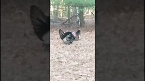 Wild Turkey 🦃 Sex #gobblegobble #wildturkey