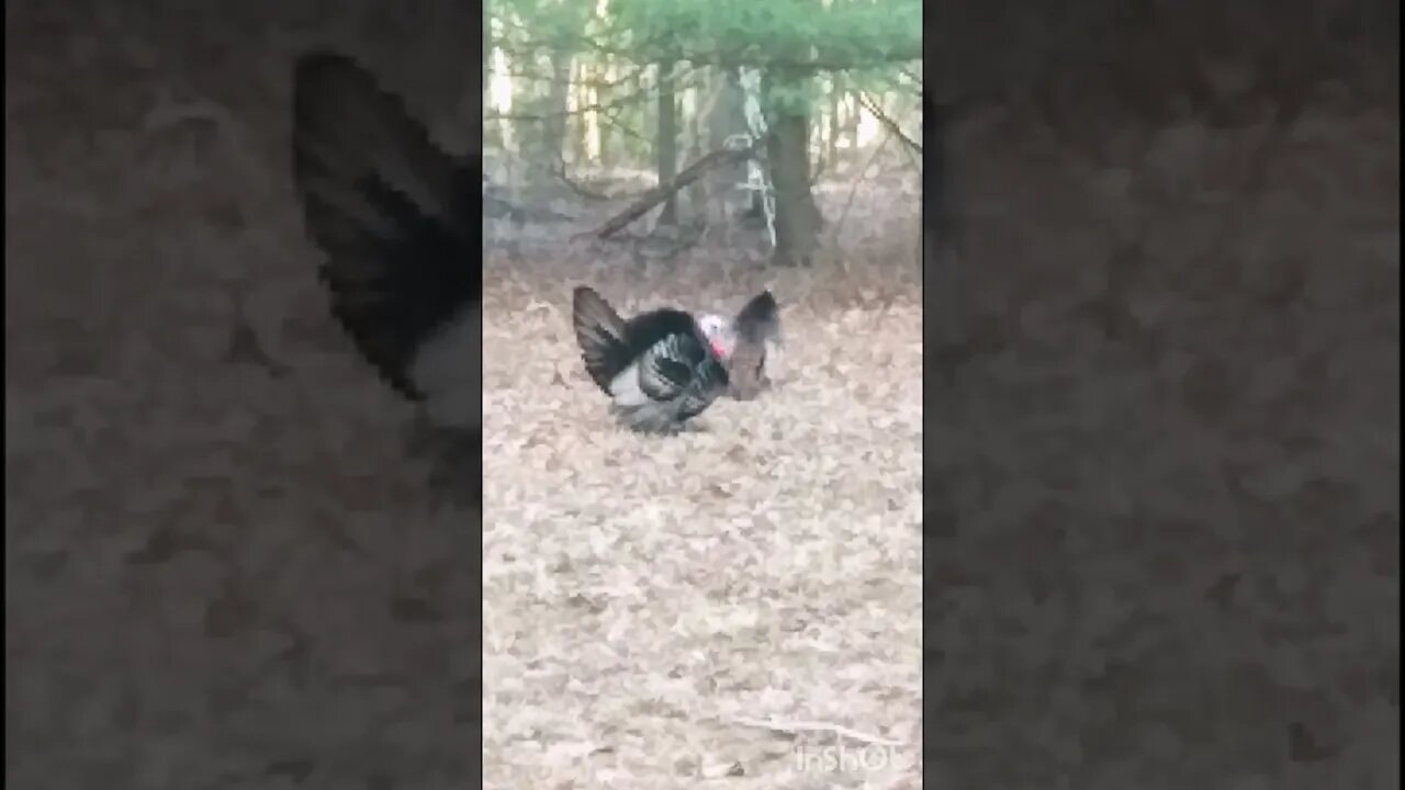 Wild Turkey 🦃 Sex #gobblegobble #wildturkey