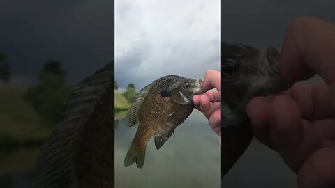 Bluegill fishing