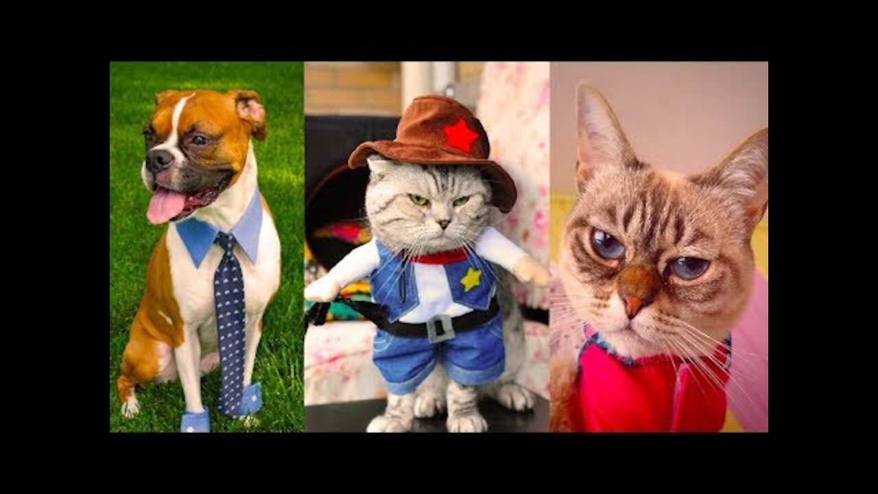 Cute Dogs and Cats _ Funny Cats and Dogs Videos Compilation 2022 _ Cute Is Not Enough (1)