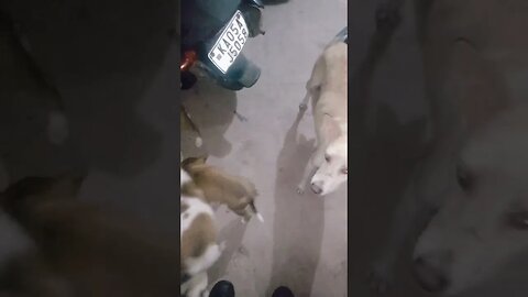 #dogs #dog #viral #fyp #shorts #short #reels #reel #funny #nature #funnymoments #funnydogs #puppy 19