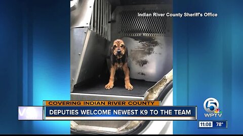 Indian River County deputies welcome newest K9 to the team