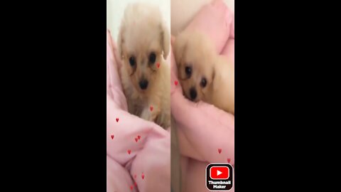 Waw ..My Cute Puppy🥰🥰..Cute Baby Puppy🥰🥰