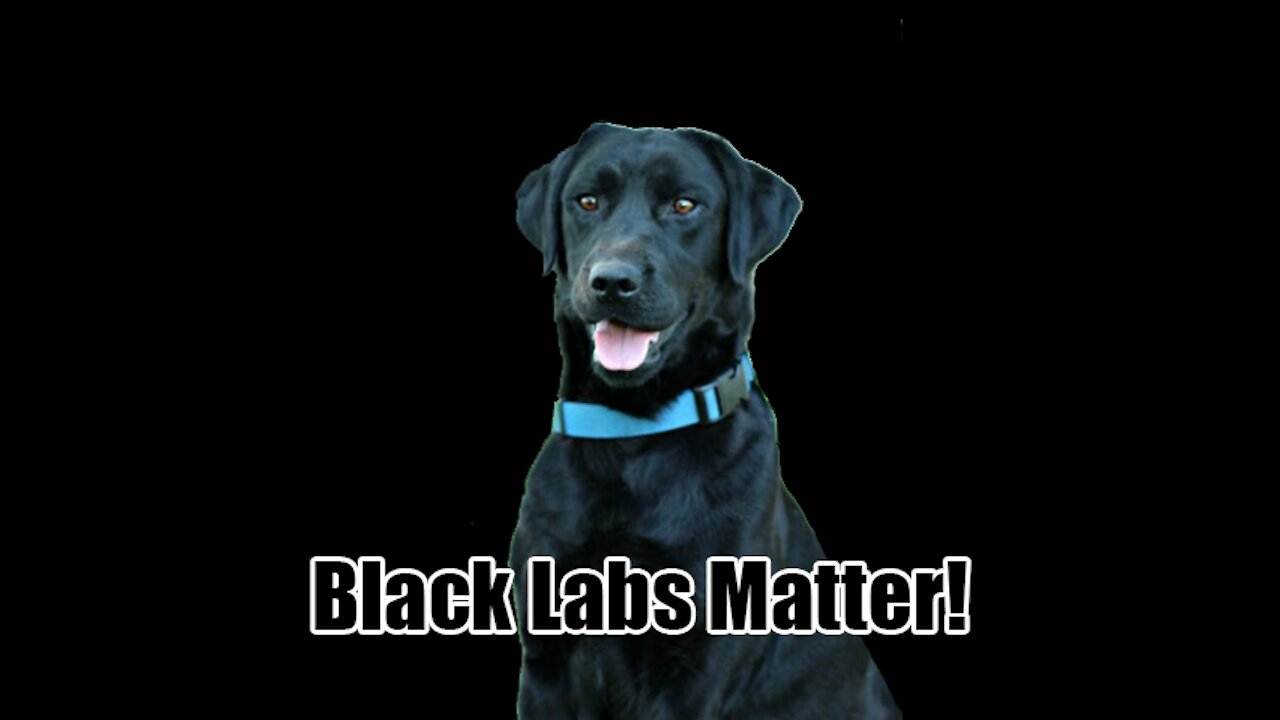 We Agree With Ted Cruz... Black Labs Matter!