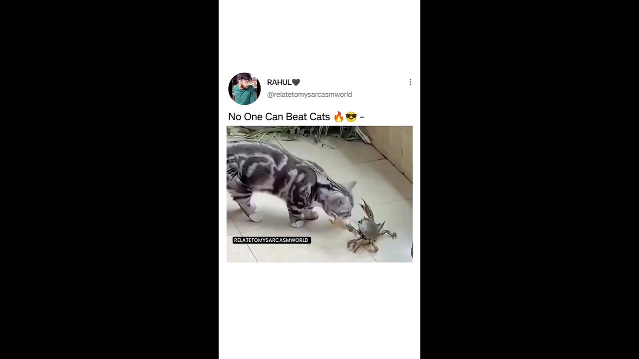 No One can beat Cats🔥🔥