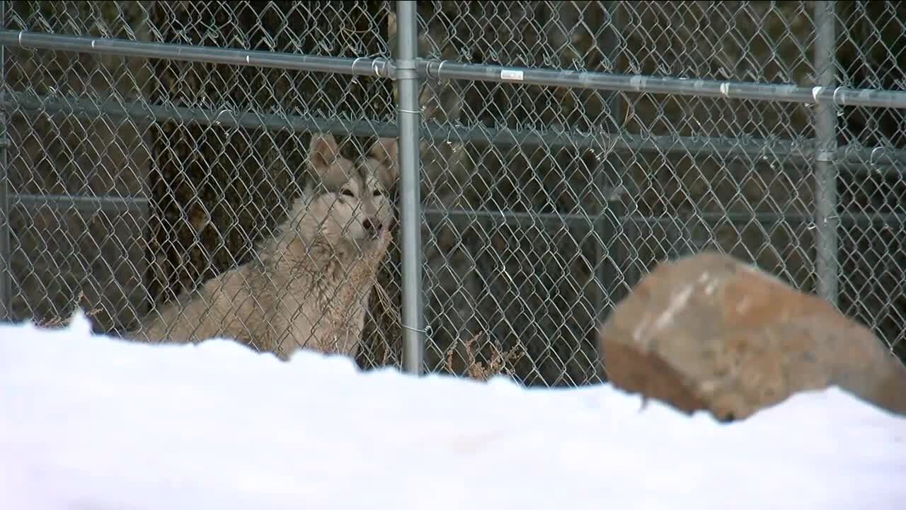 Colorado panel: Nice and slow on gray wolf reintroduction