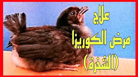 علاج فعال ضد مرض الكوريزا (الشخرة)